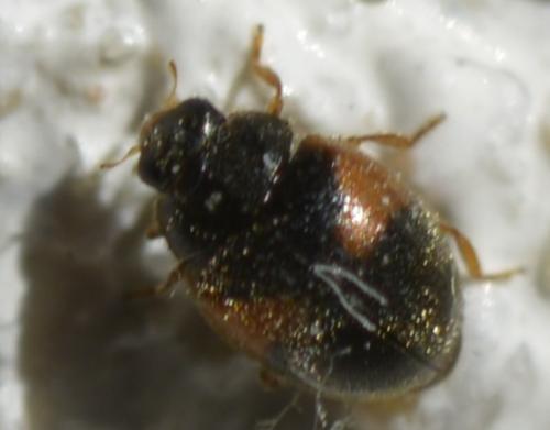 Réf. 208 326 : Scymnus interruptus